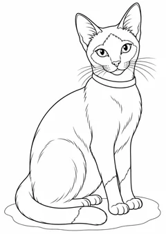 Gato siamês com coleira para colorir