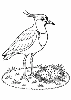 Quero-quero protegendo o ninho na relva para colorir