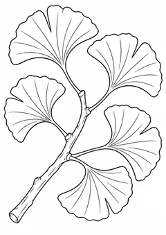 Ramo de ginkgo com folhas em leque para colorir